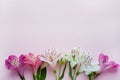 Beautiful Alstroemeria flowers. Pink and white flowers and green leaves on pink background. Peruvian Lily Royalty Free Stock Photo