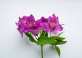 Beautiful Alstroemeria flowers. Purple flowers and green leaves on white background. Peruvian Lily Royalty Free Stock Photo