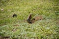 Beautiful Altai gopher, sitting on a green meadow