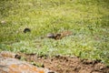 Beautiful Altai gopher, sitting on a green meadow