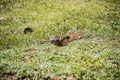 Beautiful Altai gopher, sitting on a green meadow