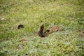 Beautiful Altai gopher, sitting on a green meadow