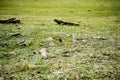 Beautiful Altai gopher, sitting on a green meadow