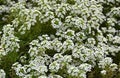 Alyssum Procumbens (Snow White