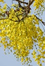 Beautiful Amaltass flowers Royalty Free Stock Photo