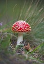 Beautiful amanita muscaria Royalty Free Stock Photo