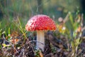 Beautiful Amanita Muscaria mushroom. Red hat, poisonous medical fungi growing in the forest Royalty Free Stock Photo