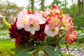 Beautiful Amaryllis flowers Amaryllidaceae