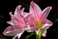 Beautiful Amaryllis Pink Flowers