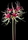 Beautiful Amaryllis sybister Chiko