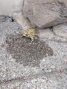 Beautiful, amazing, adventurous little big frog! Royalty Free Stock Photo