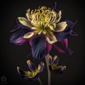 Beautiful amazing aquilegia flower of unusual shape isolated on black close-up, beautiful floral background,