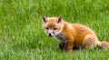 beautiful amazing baby fox in the middle of nature by day