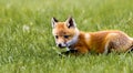 beautiful amazing baby fox in the middle of nature by day in high definition