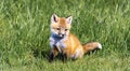 beautiful amazing baby fox in the middle of the nature of a forest