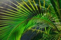 Amazing closeup detailed view of a natural green palm leaf, lit by sun rays in tropical garden Royalty Free Stock Photo
