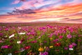 Beautiful and amazing of cosmos flower field landscape in sunset Royalty Free Stock Photo