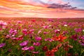 Beautiful and amazing of cosmos flower field landscape in sunset. Royalty Free Stock Photo