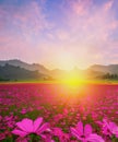 Beautiful and amazing of cosmos flower field landscape in sunset. nature wallpaper background Royalty Free Stock Photo