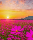 Beautiful and amazing of cosmos flower field landscape in sunset. nature wallpaper background Royalty Free Stock Photo