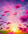 Beautiful and amazing of cosmos flower field landscape in sunset. nature wallpaper background Royalty Free Stock Photo