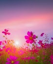 Beautiful and amazing of cosmos flower field landscape in sunset. nature wallpaper background Royalty Free Stock Photo