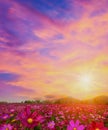 Beautiful and amazing of cosmos flower field landscape in sunset. nature wallpaper background Royalty Free Stock Photo