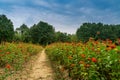 Beautiful and amazing of cosmos flower field landscape in sunset Royalty Free Stock Photo