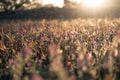 Beautiful and amazing of cosmos flower field landscape in sunset. nature wallpaper background. Royalty Free Stock Photo