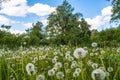 Beautiful amazing dandelion flowers in the field during summer time Royalty Free Stock Photo