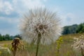 Beautiful amazing dandelion flowers in the field during summer tim Royalty Free Stock Photo