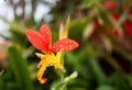 Beautiful amazing and diferent orange and yellow flower with drops waters at Colonia tovar;s town of Venezuela Royalty Free Stock Photo