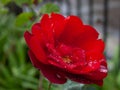 Beautiful amazing and diferent red rose with drop pf waters at colonia tovar`s town Venezuela Royalty Free Stock Photo