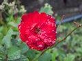 Beautiful amazing and diferent red rose with drop pf waters at colonia tovar`s town Venezuela Royalty Free Stock Photo