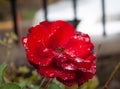 Beautiful amazing and diferent red rose with drop pf waters at colonia tovar`s town Venezuela Royalty Free Stock Photo