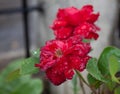 Beautiful amazing and diferent red rose wth drops waters at Colonia tovar;s town of Venezuela Royalty Free Stock Photo