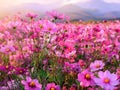 Beautiful and amazing field of pink cosmea flowers in daylight