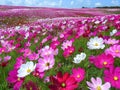 Beautiful and amazing field of pink cosmea flowers in daylight