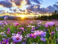 Beautiful and amazing flower field in daylight Royalty Free Stock Photo