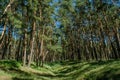 Beautiful green pine`s forest during sunny summer day Royalty Free Stock Photo