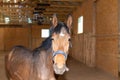 Beautiful amazing healthy brown chestnut horse at riding place indoors. Portrait of purebred young horse Royalty Free Stock Photo