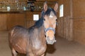 Beautiful amazing healthy brown chestnut horse at riding place indoors. Portrait of purebred young horse Royalty Free Stock Photo