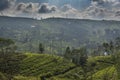 Beautiful amazing landscape view tea plantations located on the hills Royalty Free Stock Photo