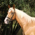 Beautiful amazing palomino warmblood with blond hair Royalty Free Stock Photo