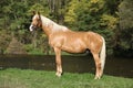 Beautiful amazing palomino warmblood with blond hair Royalty Free Stock Photo