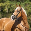 Beautiful amazing palomino warmblood with blond hair Royalty Free Stock Photo