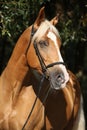 Beautiful amazing palomino warmblood with blond hair Royalty Free Stock Photo