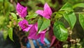 beautiful and stunning pink bougainvillea flowers Royalty Free Stock Photo
