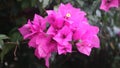 beautiful and stunning pink bougainvillea flowers Royalty Free Stock Photo