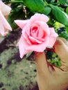 Beautiful amazing pink rase flower with hand holded and green leafs